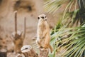 Meerkat on hind legs. Portrait of meerkat standing on hind legs with alert expression. Portrait of a funny meerkat sitting on its Royalty Free Stock Photo