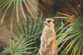 Meerkat on hind legs. Portrait of meerkat standing on hind legs with alert expression. Portrait of a funny meerkat sitting on its Royalty Free Stock Photo