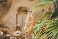 Meerkat on hind legs. Portrait of meerkat standing on hind legs with alert expression. Portrait of a funny meerkat sitting on its Royalty Free Stock Photo