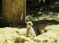 a meerkat in his hole