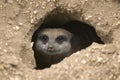 Meerkat in hole