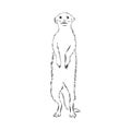 Meerkat icon. animal sign, meerkat animal, vector sketch illustration