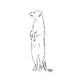 Meerkat icon. animal sign, meerkat animal, vector sketch illustration