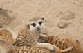 Meerkat Royalty Free Stock Photo
