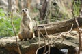Meerkat inhabit portions of South Africa