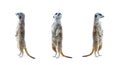 Meerkat Isolated Set