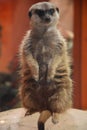 A Meerkat in its habitat