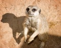 Meerkat and jis shadow Royalty Free Stock Photo