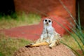 A meerkat just having one of those I don& x27;t care Afternoon