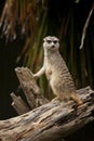 Meerkat