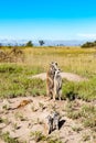 Meerkats keeping watch over playing cubs in natural habitat, Botswana, Africa