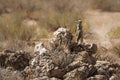 Meerkat in Kgalagari transfrontier park, South Africa Royalty Free Stock Photo