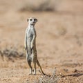 Meerkat in Kgalagari transfrontier park, South Africa Royalty Free Stock Photo