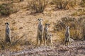 Meerkat in Kgalagari transfrontier park, South Africa