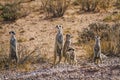 Meerkat in Kgalagari transfrontier park, South Africa