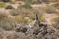 Meerkat in Kgalagari transfrontier park, South Africa Royalty Free Stock Photo