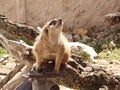 Meerkat lat. Suricata suricatta mammal from the mongoose family