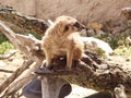 Meerkat lat. Suricata suricatta mammal from the mongoose family