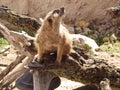 Meerkat lat. Suricata suricatta mammal from the mongoose family Royalty Free Stock Photo