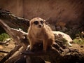 Meerkat lat. Suricata suricatta mammal from the mongoose family Royalty Free Stock Photo