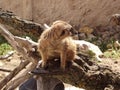 Meerkat lat. Suricata suricatta mammal from the mongoose family