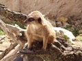 Meerkat lat. Suricata suricatta mammal from the mongoose family Royalty Free Stock Photo