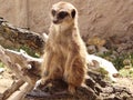 Meerkat lat. Suricata suricatta mammal from the mongoose family Royalty Free Stock Photo