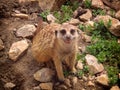 Meerkat lat. Suricata suricatta mammal from the mongoose family Royalty Free Stock Photo