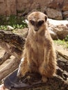 Meerkat lat. Suricata suricatta mammal from the mongoose family Royalty Free Stock Photo