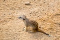 A meerkat Latin Suricata suricatta sitting on its hind legs against the background of sand and stones on a clear sunny day.