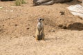 A meerkat Latin Suricata suricatta standing on its hind legs against the background of sand dunes on a clear sunny day. Animals