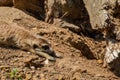 meerkat lieing on the ground