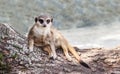 Meerkat lies on the trunk of a tree, looks straight. Royalty Free Stock Photo