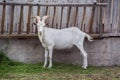 White goat with big horns chewing grass, Royalty Free Stock Photo