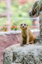 Meerkat