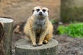 Meerkat on the log