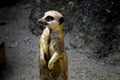 Meerkat at Longleat safari - England