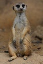 Meerkat look out guard