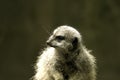 A meerkat looking around Royalty Free Stock Photo