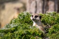 Suricate looking from behind the bushes and gossamers. Royalty Free Stock Photo