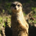 Meerkat looking at camera Royalty Free Stock Photo