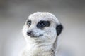 Meerkat Looking Left