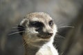 Meerkat looking out for danger Royalty Free Stock Photo