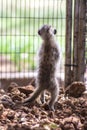 Meerkat