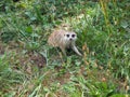 Meerkat is looking stright at the camera, nature