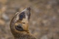 meerkat close up Royalty Free Stock Photo