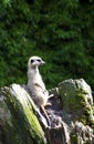 Meerkat looking on trunk Royalty Free Stock Photo