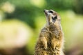 A meerkat looking up