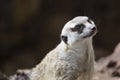 Meerkat Looking Up In La Palma, Spain