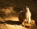 On guard Meerkat looking upwards for danger Royalty Free Stock Photo